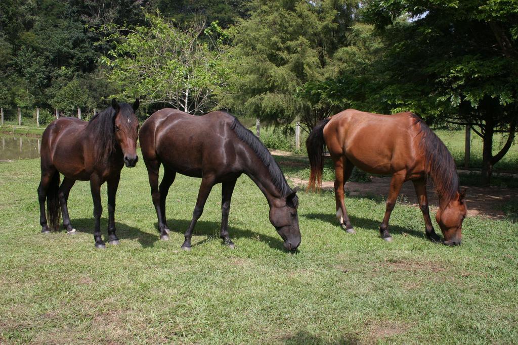 Pousada Ribeirao Do Ouro Itamonte Zewnętrze zdjęcie